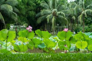 Ecopark Lushy Stay - Vạt Xanh