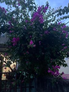 Lý Sơn I Xuân Mai Homestay