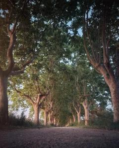 Villas Villa provencale a Arles avec piscine privee et vue jardin. : photos des chambres
