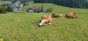 Outdoor & Relax Blackforest