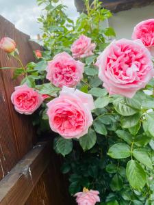 Starosądecki zakątek