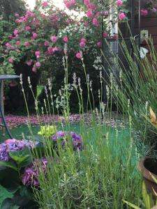 Starosądecki zakątek