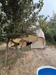 Campings CAMPING ANIMAL KING : photos des chambres