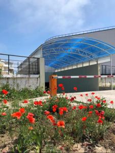 Апартамент золотой Бугаз Грибовка колоски