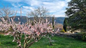 Maisons de vacances Gite Le Verger Paisible : photos des chambres