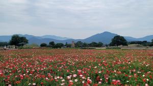 Entire House near Cheomseongdae, Great location