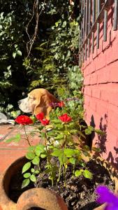Habitación ATARDECER con baño privado y heladera en complejo El Solcito, a dos cuadras de la Laguna de Chascomús