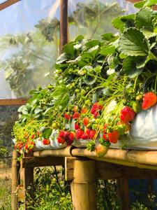 Pousada Mirante dos Ipês - Capitólio - MG