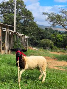 Pousada Mirante dos Ipês - Capitólio - MG