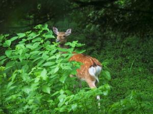 Kanra-gun - House Vacation STAY 2833