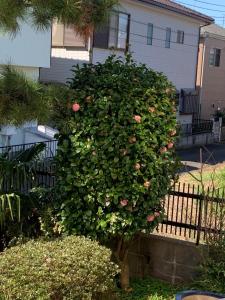 Kamagaya - House - Vacation STAY 9556