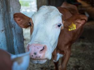Apartments Feldbauer