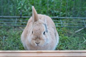 Apartments Feldbauer