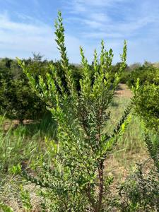 Hort de les Oronetes