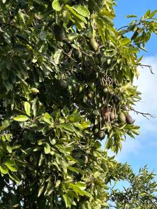 Hort de les Oronetes