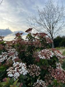 Hort de les Oronetes