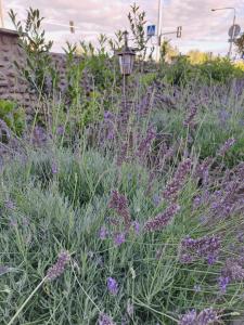 Dworek Biała Dama Klimatyczne Pokoje