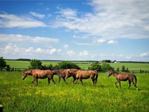 Gîte 2 pers avec piscine