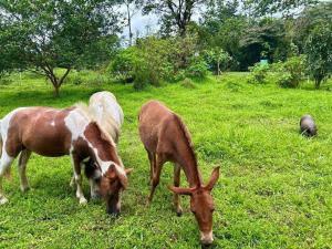 Glamping Finca garza del sol
