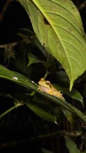 Glamping Finca garza del sol