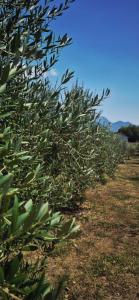 Holiday home “Olive”