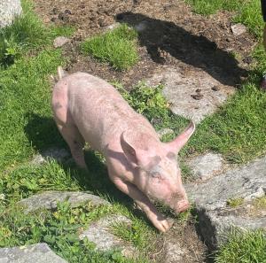Appartements Rieser - im Herzen von Mayrhofen - sonniger Balkon - 3 Schlafzimmer