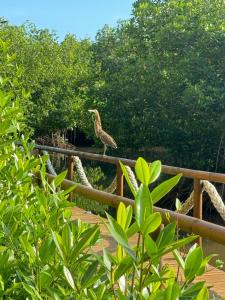 Aves de Laguna Beach