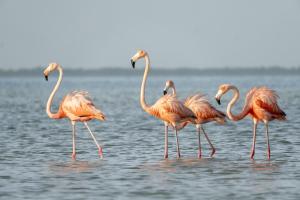 H Boutique Casa Noma-Noma Holbox