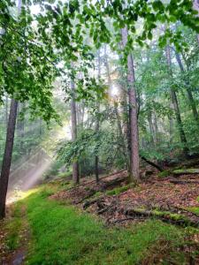 Ferienwohnung im Herzen des Pfälzer Waldes