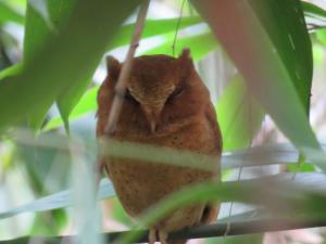 Wildlife Kingdom - Deniyaya Sinharaja