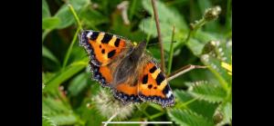 Cois na Mara Eire code V15 T677