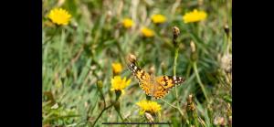 Cois na Mara Eire code V15 T677