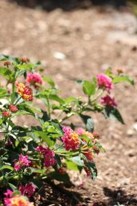 Mesomax - Villa vue mer, piscine, proche de la mer - Appartement RDC
