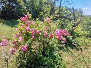 Ferienhaus am alten Steinbruch