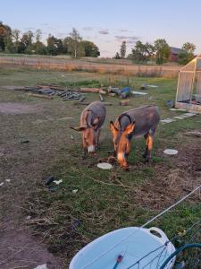 Happy Farm Little Cabin