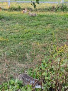 Happy Farm Little Cabin