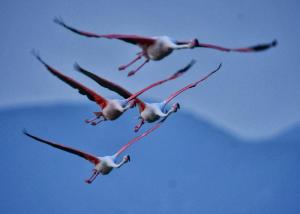 Perda bianca relais apartment img24