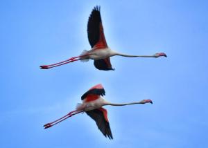 Perda bianca relais apartment img22