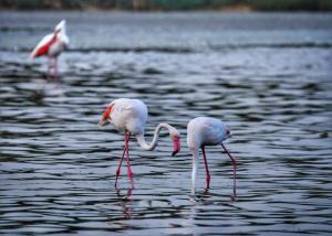 Perda bianca relais apartment img17