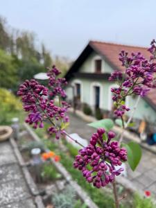 Ubytování na Lesní