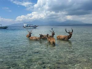 Putu Guest House Pemuteran