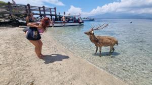 Putu Guest House Pemuteran