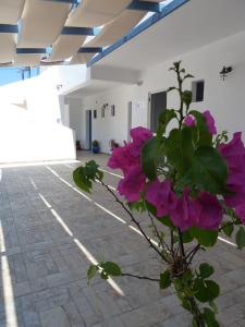 Dedes Apartments Agistri Greece