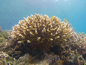 Subdikar Guest House