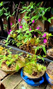 Gilson Story Pension