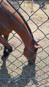 La Casa dei Cavalli B&B Narni