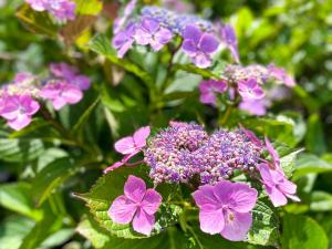 Lagoon Resort - Vacation STAY 96528v