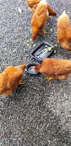 kohagino - Vacation STAY 12342