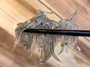 Trawl - Vacation STAY 55766v