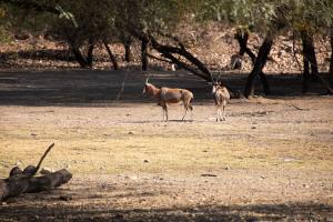 Goba Lodge & Rest Camp